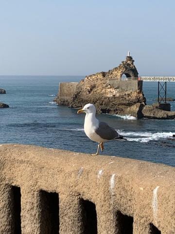Waikiki Διαμέρισμα Μπιαρίτζ Εξωτερικό φωτογραφία